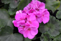 Purple Pink Zonal Geranium 12 Fresh Starter Cuttings - 6 Inch or Longer (Pelargonium × hortorum)