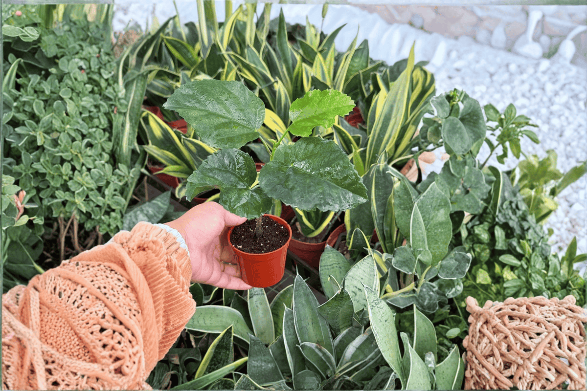 Think Pink Hibiscus Starter Plant (Hibiscus rosa-sinensis) – 2-Inch Cultivation Size, Bare Root