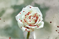 Blood Drop Rose Seeds - 30 Deep Red Flowering Rose Seeds for Ornamental Gardens