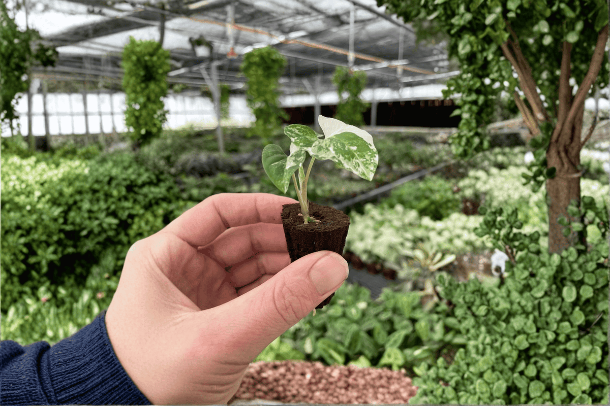 Syngonium Albo Starter Plants (2) - Variegated Arrowhead Vine, Unrooted Starter Plants