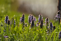 Catlin's Giant Ajuga Reptans - 3 Rooted Starter Plants in 1 Qt Pots