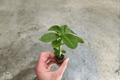 Red Desert Rose Adenium Obesum Starter Plants - 2 Bare Root Live Succulents