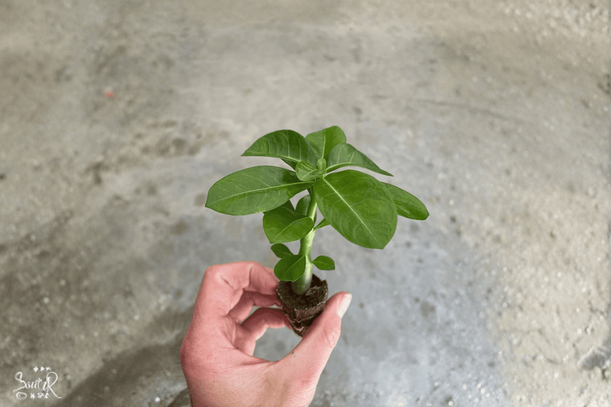Red Desert Rose Adenium Obesum Starter Plants - 2 Bare Root Live Succulents