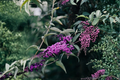Purple Butterfly Bush Unrooted Cuttings - 7 Live Cuttings (6 in each) Buddleja davidii