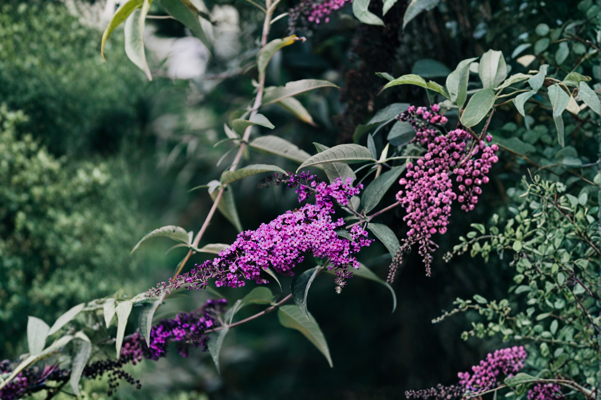 Purple Butterfly Bush Unrooted Cuttings - 7 Live Cuttings (6 in each) Buddleja davidii