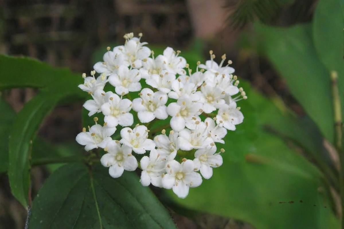 Arrowwood Viburnum Shrub (Viburnum dentatum) - 2 Live Plants, Approximately 8+ Inches Tall