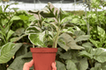 Calathea White Fusion 2 Live Plants (Goeppertia lietzei) — 4-Inch Pots