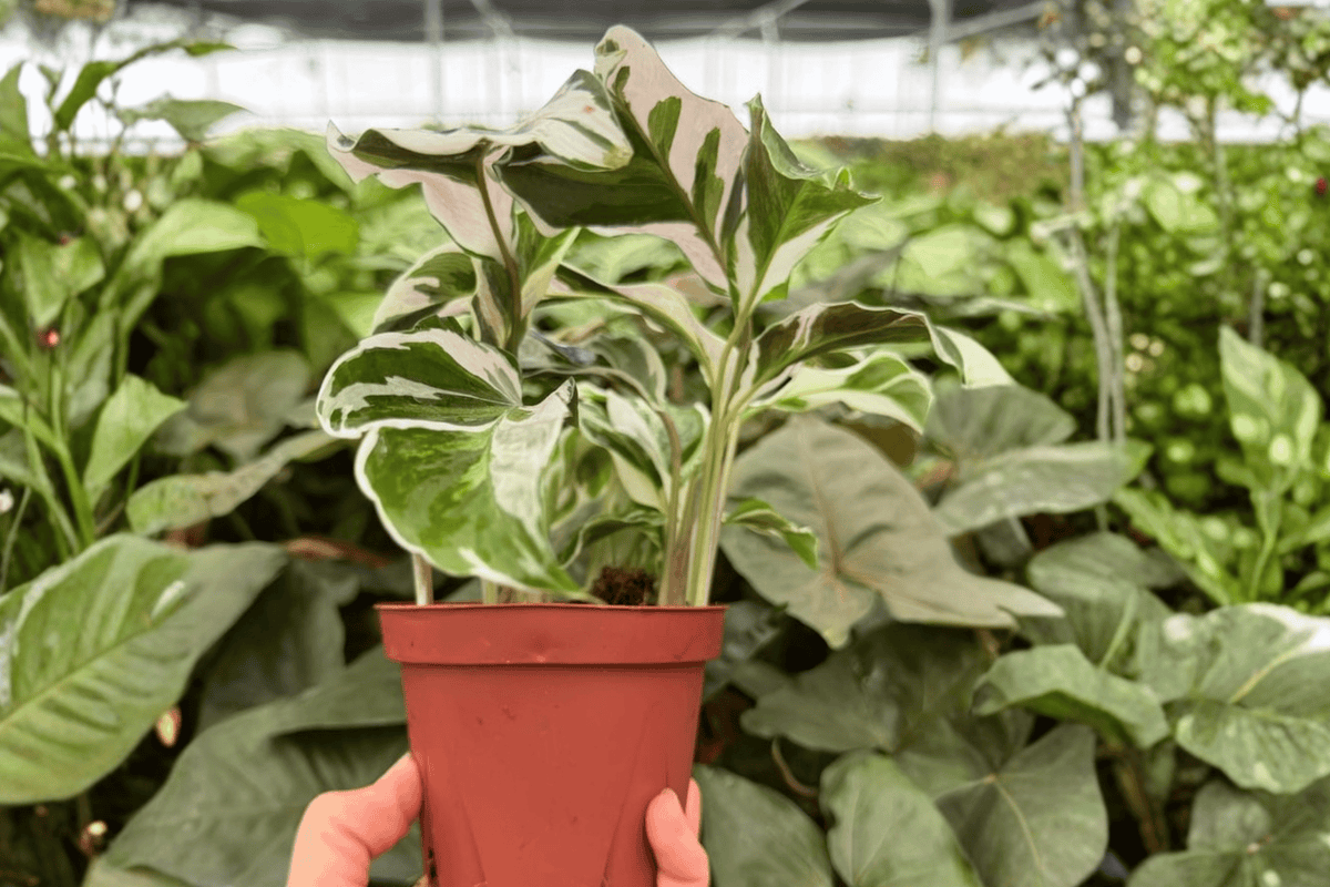 Calathea White Fusion 2 Live Plants (Goeppertia lietzei) — 4-Inch Pots