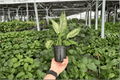 Aglaonema Wintery Winehouse Live Plants (2) in 4-Inch Pots
