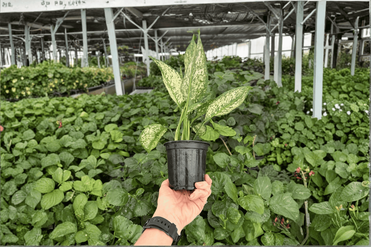 Aglaonema Wintery Winehouse Live Plants (2) in 4-Inch Pots