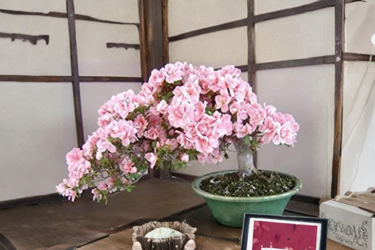 Japanese Sakura Cherry Blossom Seeds 10 Pack – Prunus serrulata Bonsai & Outdoor Tree Seeds