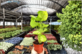 Syngonium podophyllum 'Kiwi Delight' - 2 Live Plants in 4-Inch Pots