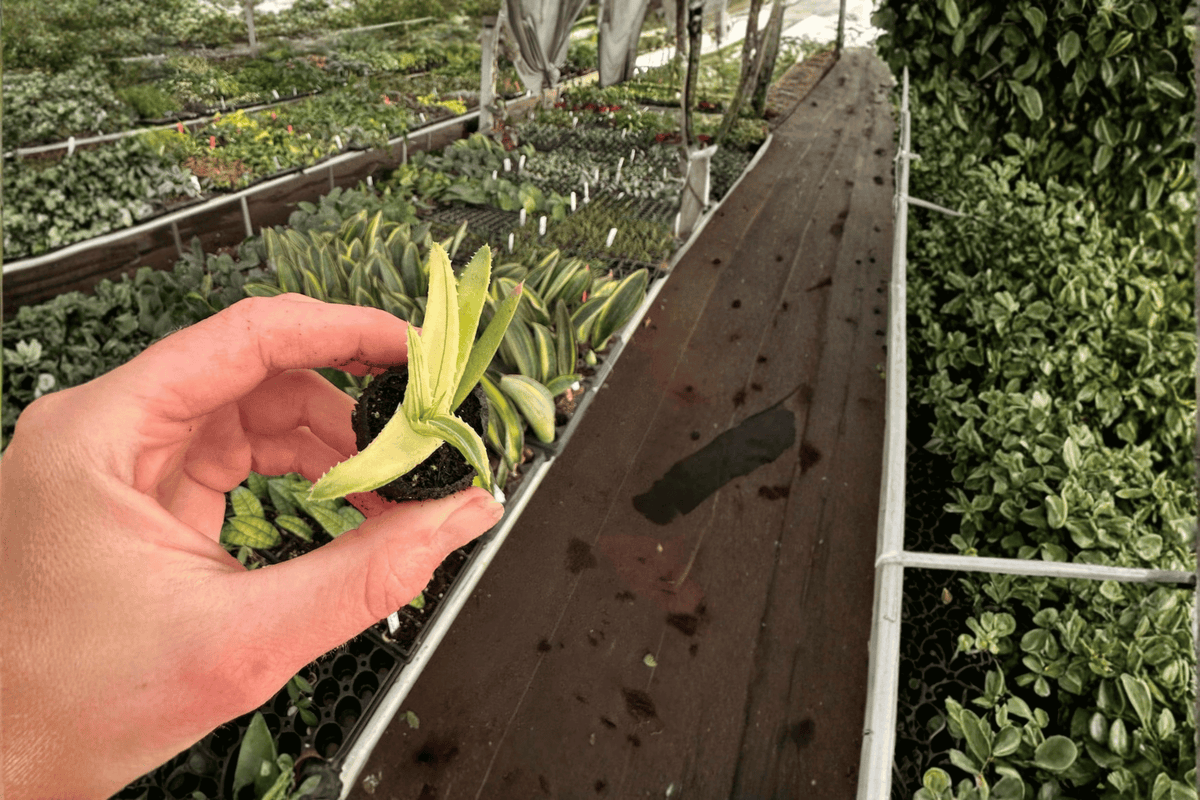 Aloe Solar Flare Starter Plants (2) Bare Root