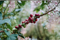 Arabica Coffee Plant Live Houseplant in 4-Inch Pot (Coffea arabica)