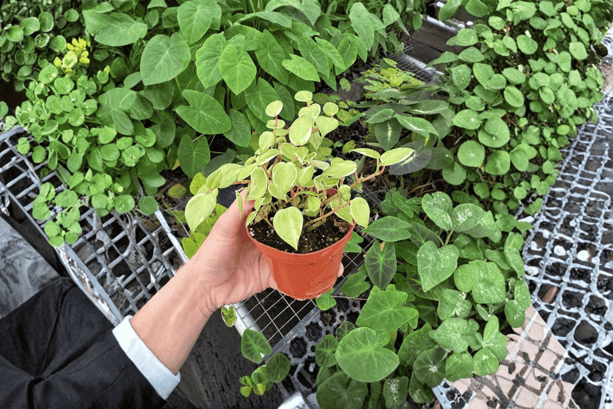 Variegated Peperomia Cupid Live Plant (Peperomia scandens 'Variegata') - 2 in 4-Inch Pots