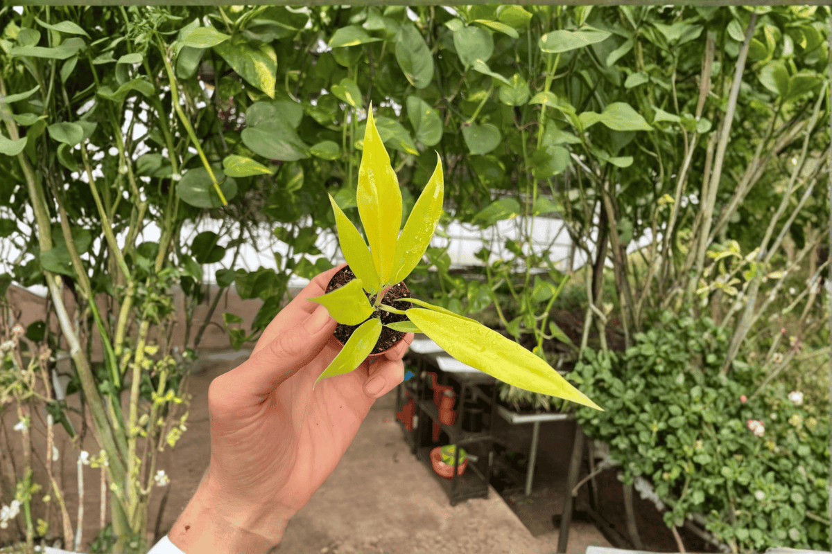 Philodendron 'Golden Crocodile' Starter Plants – 2-Pack Bare Root