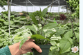 Hoya Pubicalyx Splash – Exact 4-Inch Bare Root Live Plant