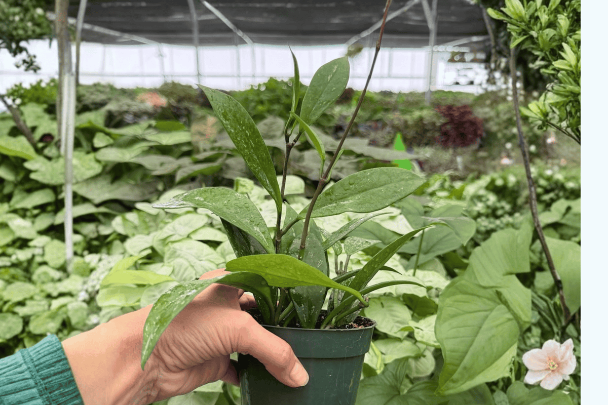 Hoya Pubicalyx Splash – Exact 4-Inch Bare Root Live Plant