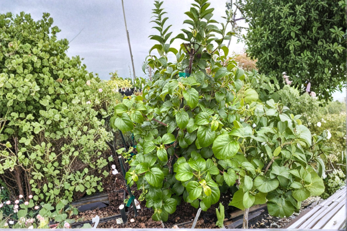 Climbing Hydrangea Platt Little Leaf Live Plant in 4" Pot – Schizophragma hydrangeoides Vine