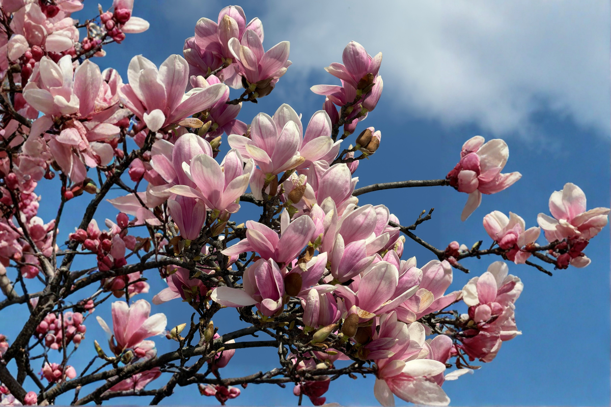 Ann Star Magnolia Live Plant – 3-Inch Pot | Magnolia 'Ann' Starter Plant