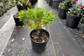 Dwarf Sawara Cypress Minima – 1 Gallon Live Plant (Chamaecyparis pisifera)