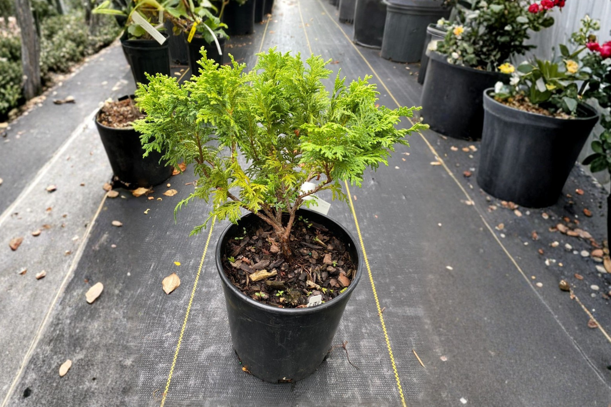 Dwarf Sawara Cypress Minima – 1 Gallon Live Plant (Chamaecyparis pisifera)