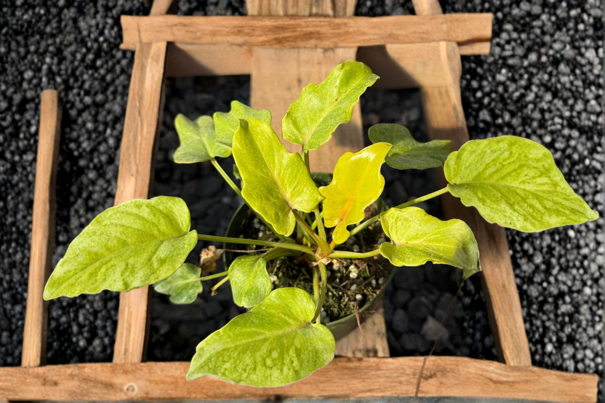 Philodendron Xanadu Golden Starter Plant | 3–4 Inch Pot