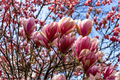Jane Magnolia Live Plant - 1 Gallon Pot Magnolia x Jane (Pink Purple) Deciduous Flowering Shrub