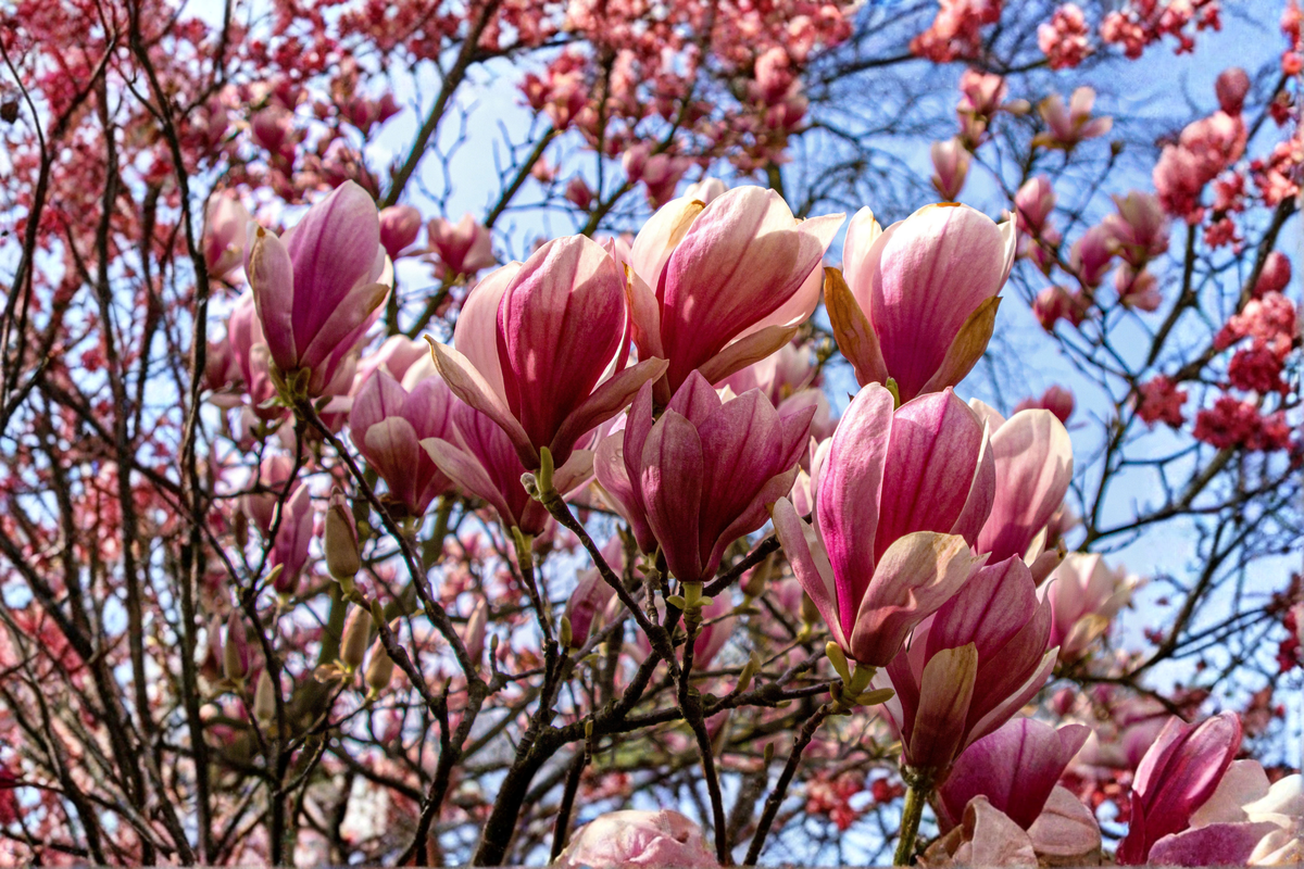 Jane Magnolia Live Plant - 1 Gallon Pot Magnolia x Jane (Pink Purple) Deciduous Flowering Shrub