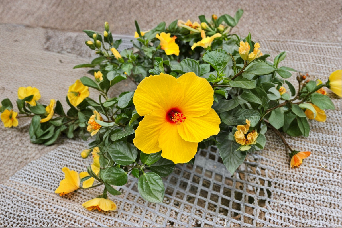 Yellow Hibiscus Live Plant - Mature 1–1.5 ft, Yellow Blooms, Free Shipping