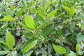 Jim Dandy Winterberry Holly (Ilex verticillata) - Male Pollinator Plant, 1 Gallon Pot