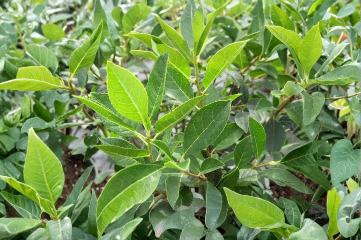 Jim Dandy Winterberry Holly (Ilex verticillata) - Male Pollinator Plant, 1 Gallon Pot