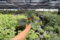 Alocasia Reginae Live Plants - 2 Exact Plants in 4-Inch Pots