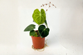 Anthurium Clarinervium - 4" Pot, Dark Green Velvet Leaves with White Veining, Indoor Tropical Houseplant