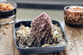 Adromischus marianae f. herrei Live Succulent Plant | Rare Collector Specimen