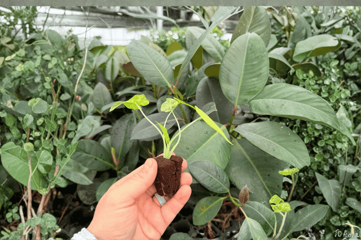 Yellow Variegated Alocasia Gageana Aurea - 2 Live Starter Plants (Exact Plants pictured)