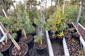 Graceful Grace Douglas Fir Live Plant - 1 Gallon Pot, 12" Tall Weeping Evergreen