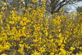 Forsythia Vermont Sun 2 Gallon Live Plant - Early Yellow Flowering Shrub