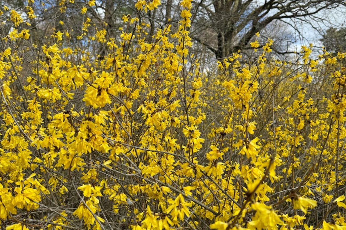 Forsythia Vermont Sun 2 Gallon Live Plant - Early Yellow Flowering Shrub