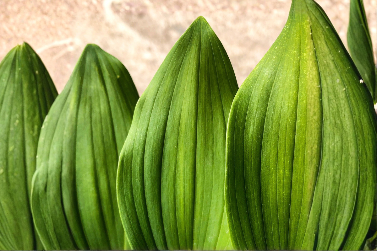 Dwarf Cast Iron Plant Aspidistra elatior Starter in 2-Inch Pot
