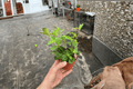 Black Pagoda Lipstick Plant (Aeschynanthus longicaulis) - 2 Live 4-Inch Pots