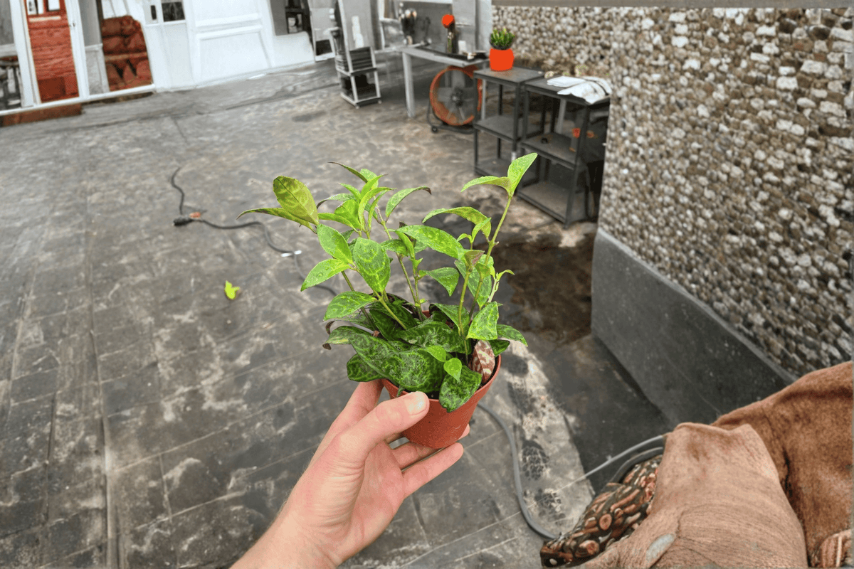Black Pagoda Lipstick Plant (Aeschynanthus longicaulis) - 2 Live 4-Inch Pots