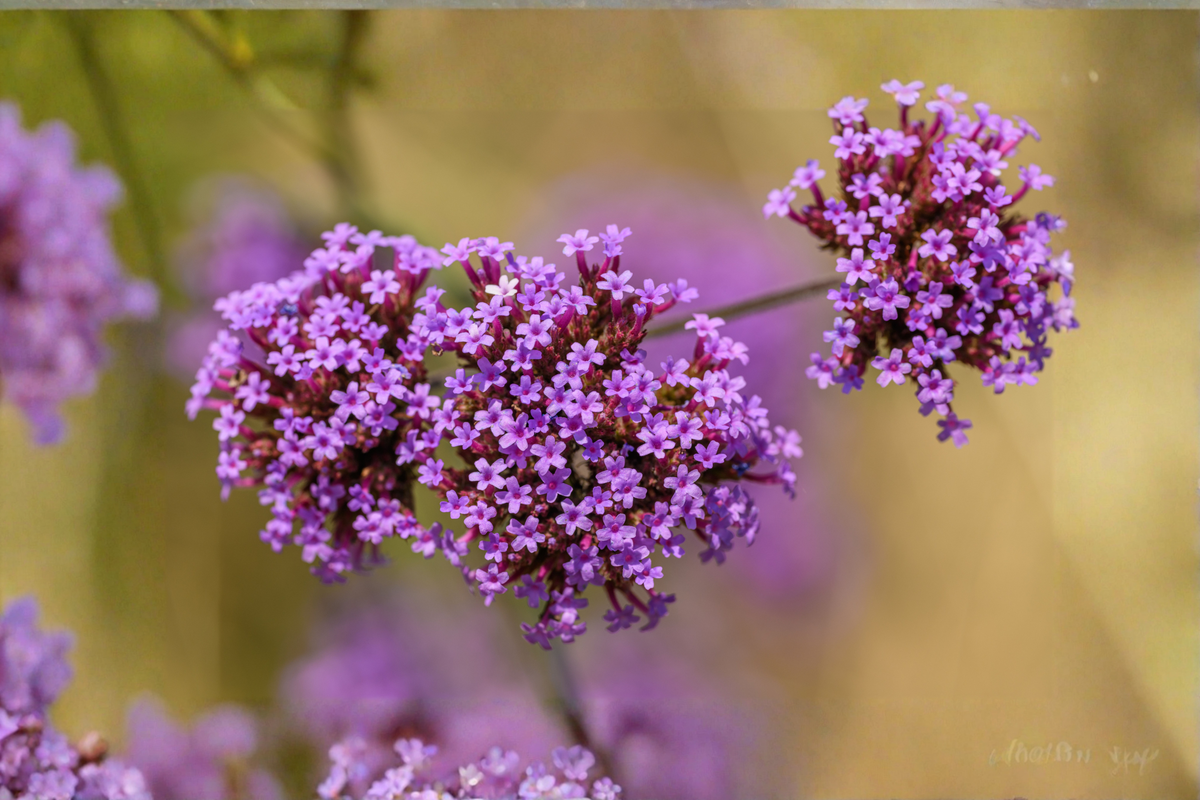 Purple Verbena Live Plant in 4-Inch Pot | Glandularia canadensis