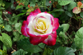 Moonlight Pink Rose Seeds - 20 Seeds, Rare Pink Rose Variety for Ornamental Garden
