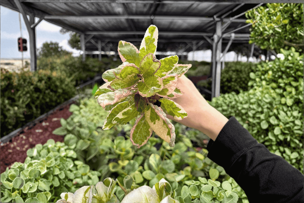 Pink Variegated Purple Waffle Plant Hemigraphis alternata - 2 Live Plants in 4-Inch Pots
