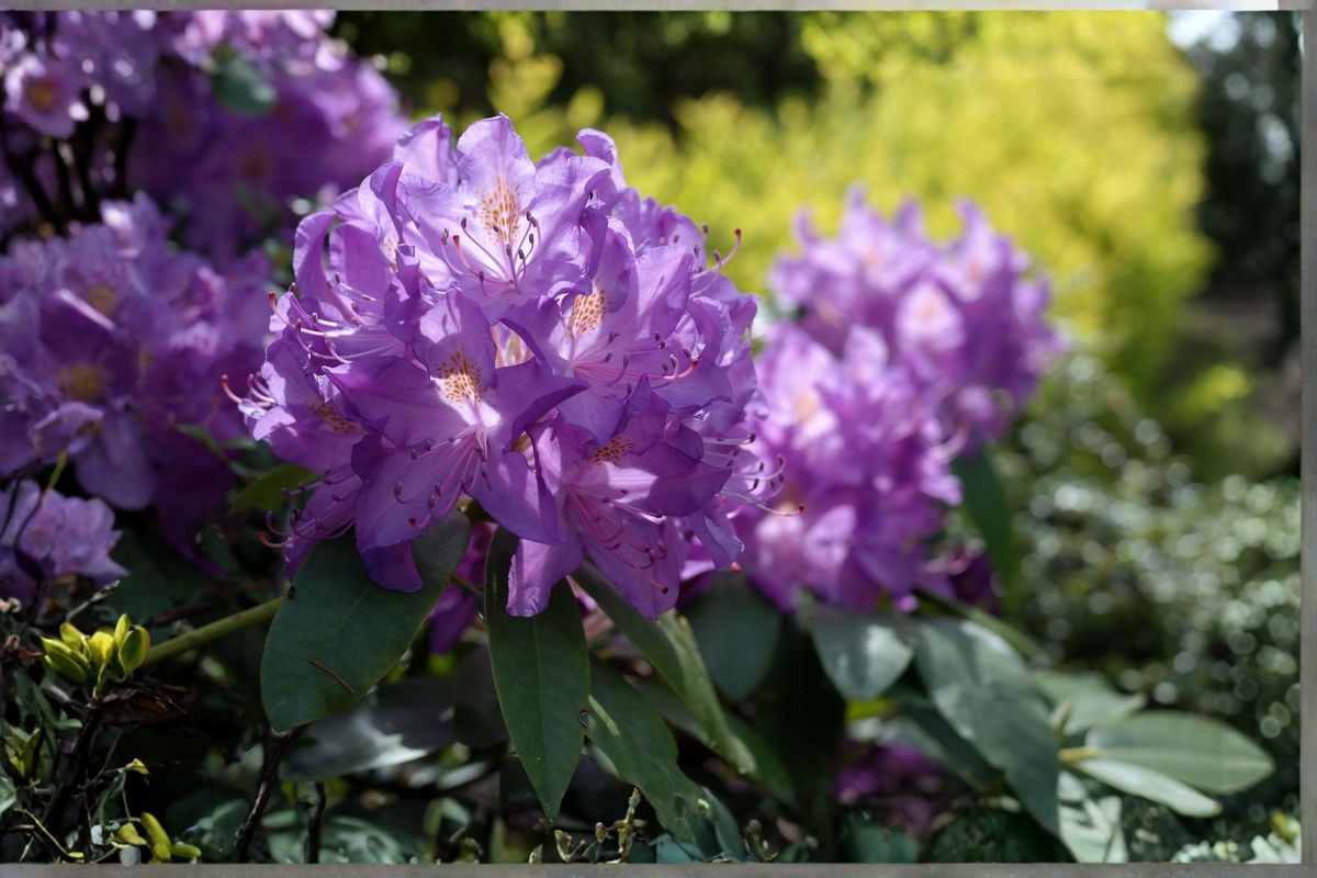 Blue Baron Rhododendron Starter Plant (L7) – Live 1 Plant