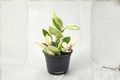 Hoya Carnosa Krimson Queen Variegated 4" Potted Live Plant