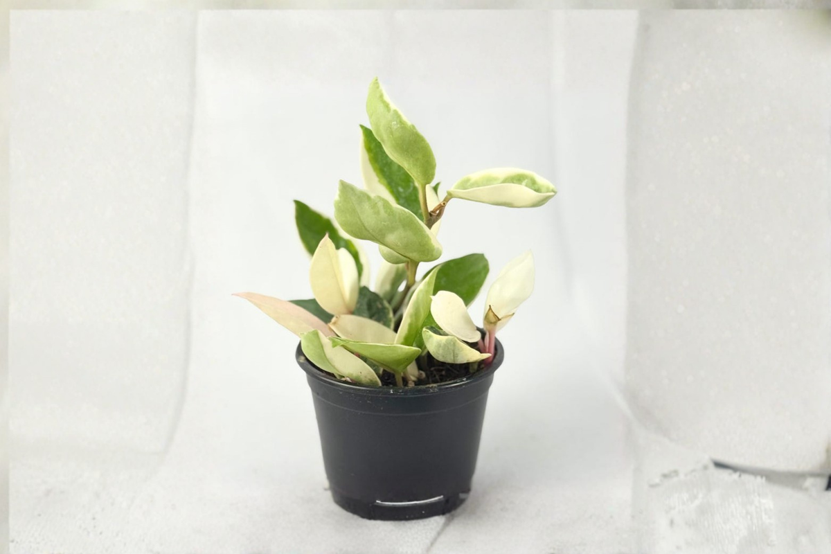 Hoya Carnosa Krimson Queen Variegated 4" Potted Live Plant