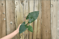 Alocasia 'Metalhead' Starter Plants (2) - Bare Root Hybrid Aroid