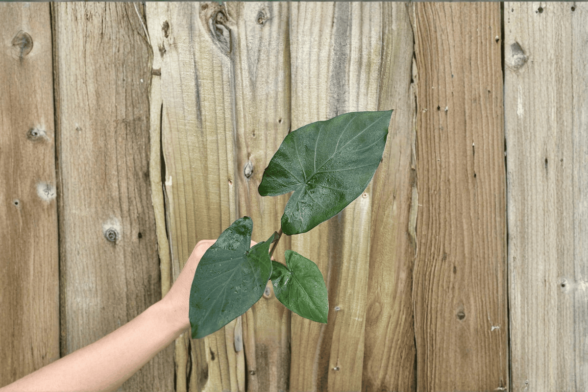 Alocasia 'Metalhead' Starter Plants (2) - Bare Root Hybrid Aroid